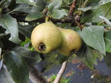 Snöpäron, Pyrus nivalis Catalia