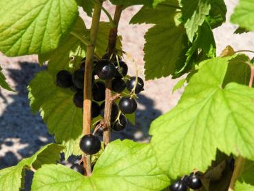 Schwarze Johannisbeere Ben Sarek - gesunde Früchte