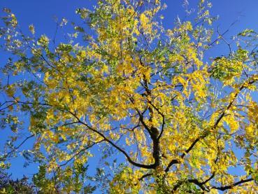 Robinie mit gelber Herbstfärbung