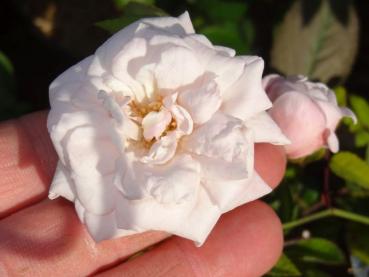 Rosa x polliniana Affabilis in Blüte