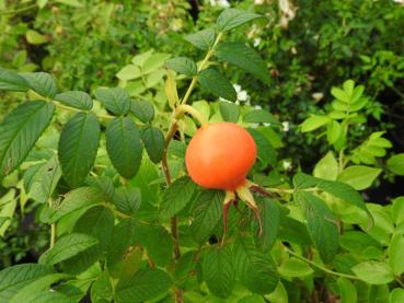 Orange Früchte zieren die Rose Moje Hammarberg im Herbst.