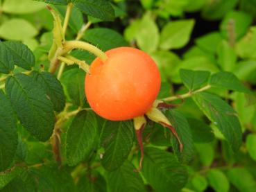 Rose Moje Hammarberg - orange Hagebutten