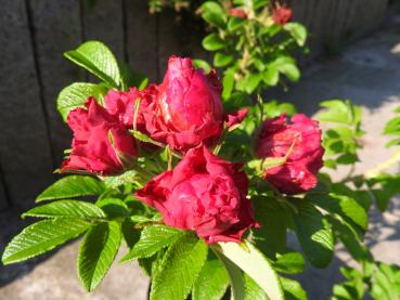 Die zart duftenden Blüten der Rose Great Pink sind dunkelrosa.