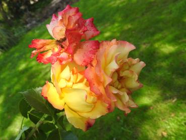 Strauchrose Bonanza - gelbe Blüten mit rotem Rand