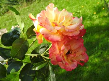 Gelb-rote Blüten der Strauchrose Bonanza