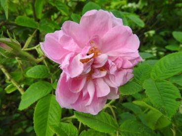 Die rosa Blüte der Rosa York and Lancaster verströmt einen schönen Duft.