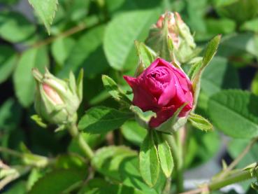 Pinke Blütenknospe der Rose de Resht