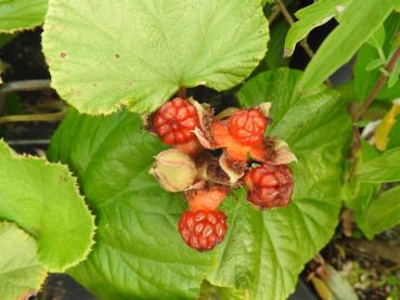 Rubus irenaeus