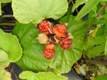Rubus irenaeus