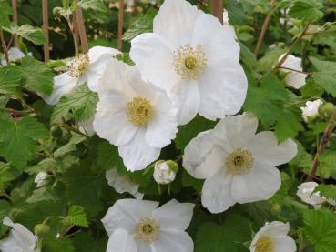 Hübsche große Blüten der Rubus tridel Benenden