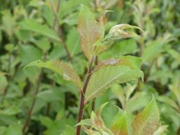 Salix aegyptiaca