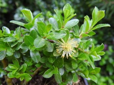 Blühende Salix saxatilis