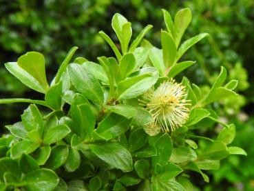 Salix saxatilis in Blüte