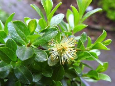 Salix saxatilis blüht im frühen Frühjahr