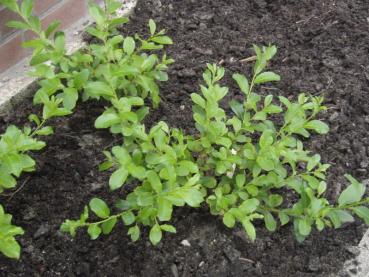 Junge Pflanzen von Salix waldsteiniana x appendiculata