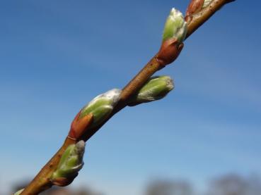 Blütentrieb von Salix waldsteiniana x appendiculata (Aufnahme ca. Mitte April)