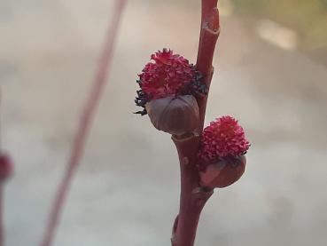 Salix melanostachys Red Cats - Schwarzweide Red Cats