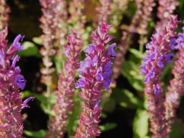 Steppen-Salbei Ostfriesland mit lila Blüten im September