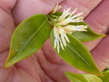 Weiße Blüten der Mäusedornblättrige Fleischbeere