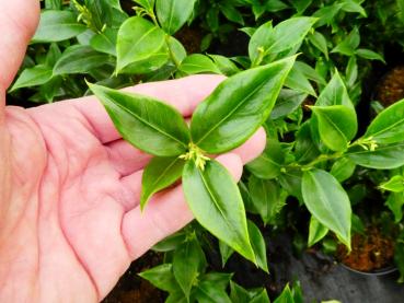 Sarcococca ruscifolia