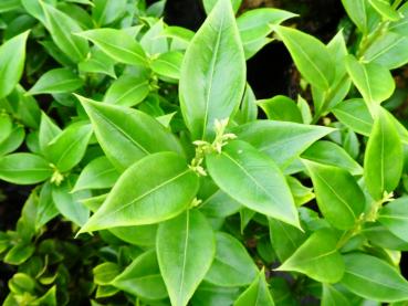 Sarcococca ruscifolia