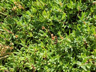 Gypsophila repens Rosea