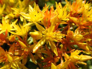 Gelbe Blüten des Gold-Fettblattes in Nahaufnahme