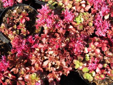 Rosarote Blüten des Teppich-Fettblatts Fuldaglut im September