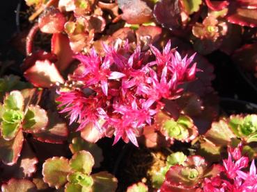 Teppich-Fettblatt Fuldaglut mit rosaroten Blüten