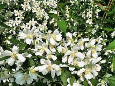 Smultronschersmin, Småblommig schersmin Silberregen, Philadelphus Silberregen