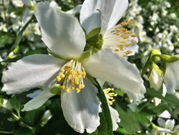 Smultronschersmin, Småblommig schersmin Silberregen, Philadelphus Silberregen