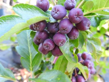 Eberesche Burka - violette Früchte