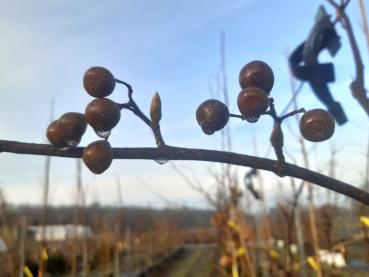 Sorbus caloneura - Chinesische Bergeberesche