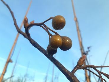 Früchte des Sorbus caloneura im Januar