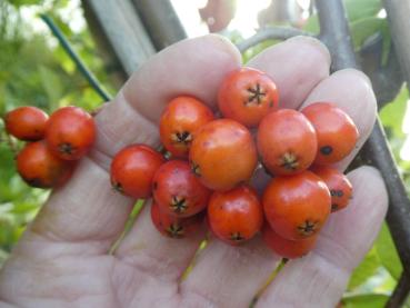 Rote Früchte der Finnischen Eberesche