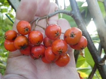 Früchte der Finnischen Eberesche im Oktober