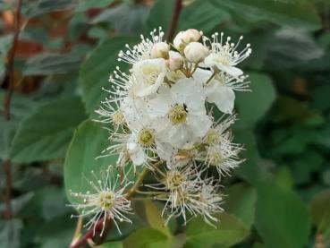 Spiraea chamaedryfolia, kvastspirea, Spiraea flexuosa