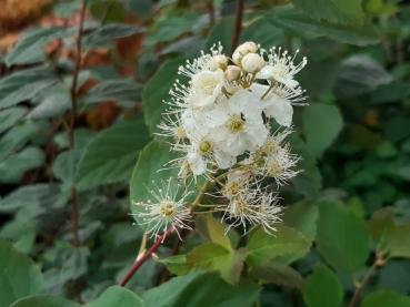 Spiraea chamaedryfolia - Gamander-Spierstrauch