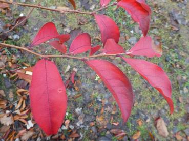 Die Aufrechte Scheinkamelie im Herbst