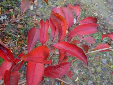 Aufrechte Scheinkamelie im Herbst