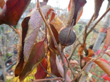 Frucht der Aufrechten Scheinkamelie im November