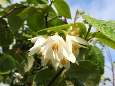 Storbladig storax, Styrax obassia