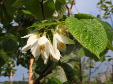 Storbladig storax, Styrax obassia