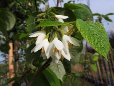 Storbladig storax, Styrax obassia