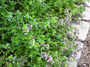 Feld-Thymian - purpurrote Blüten
