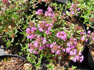 Rosa blühender Sand-Thymian Creeping Red