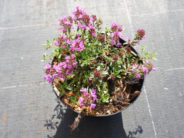 backtimjan Creeping Red, Thymus serpyllum Creeping Red