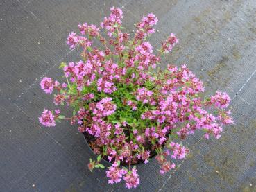 backtimjan Creeping Red, Thymus serpyllum Creeping Red