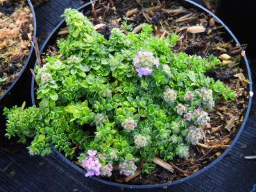 backtimjan Teracina, Thymus serpyllum Teracina