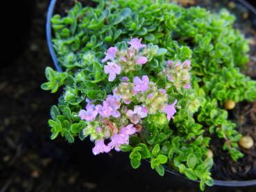 backtimjan Teracina, Thymus serpyllum Teracina